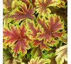 Гейхерелла Голден Зебра (Golden Zebra®) С1